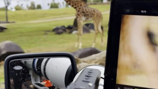 San Diego Zoo — New Perspectives